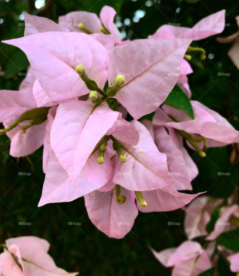 Nossas primaveras cor-de-rosa dando o ar da sua graça!
🌸
#flor
#flores
#flowers
#garden
#jardim
#natureza