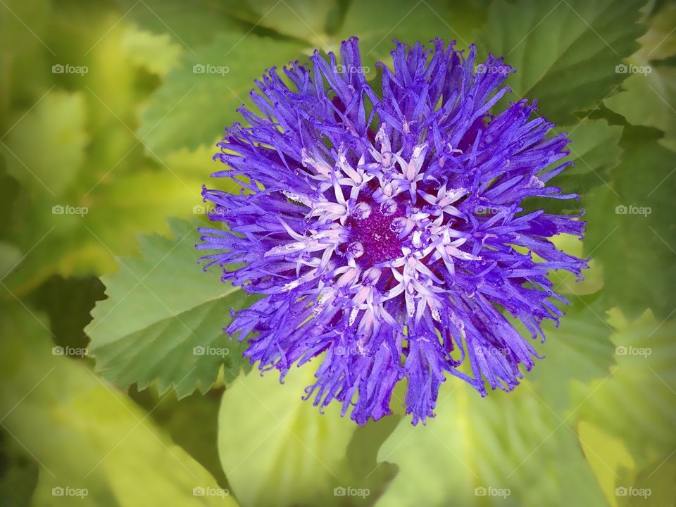 Beautiful purple flower in the garden.