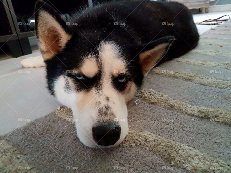 The cutest pets in the world