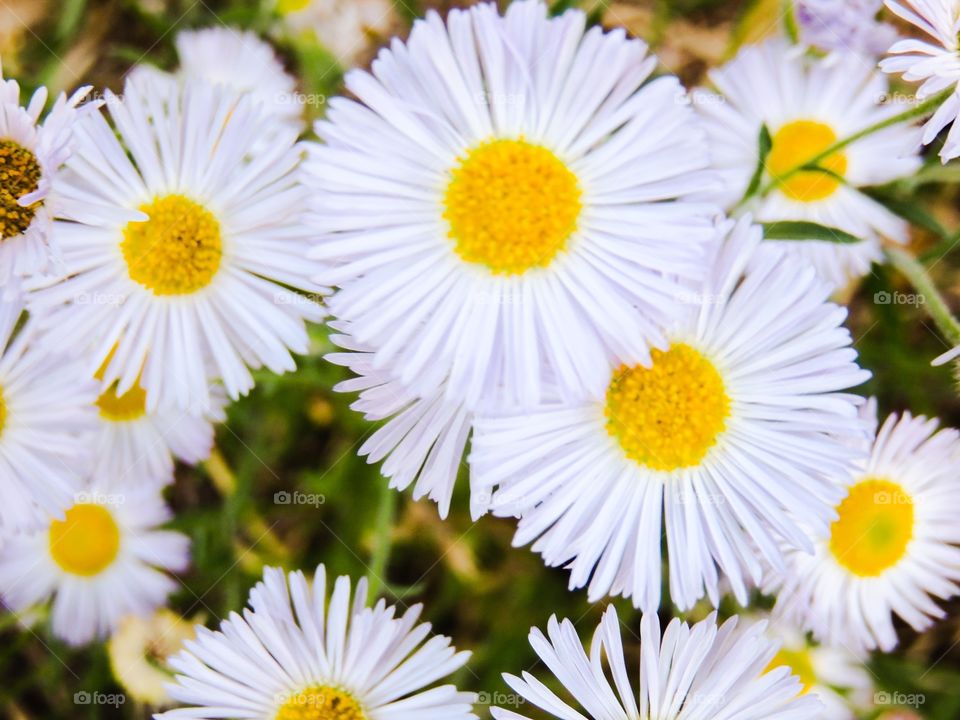 Beautiful white flowers