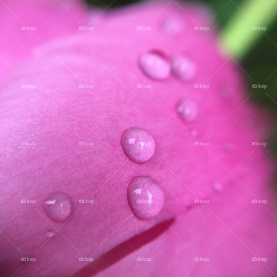 Raindrops on peony