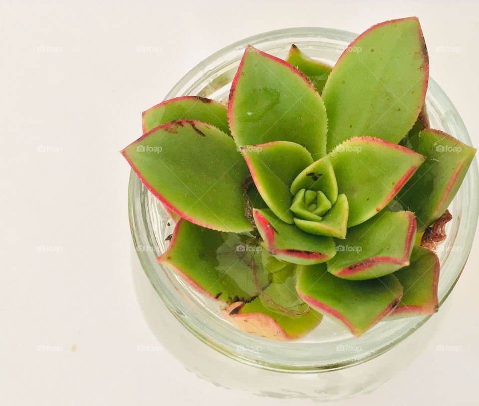 Green and red succulent plant in glass jar on isolated background flat lay from above 