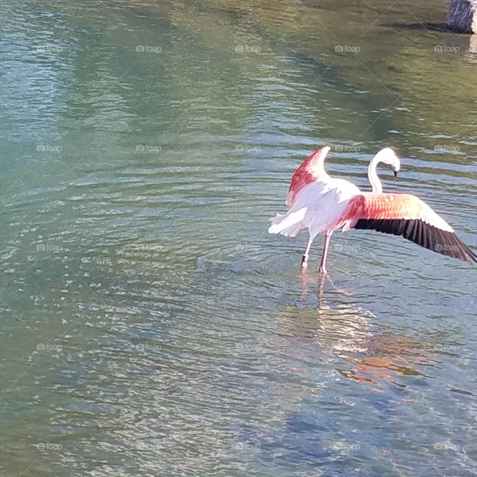 Flamingo with open wings on FL trip