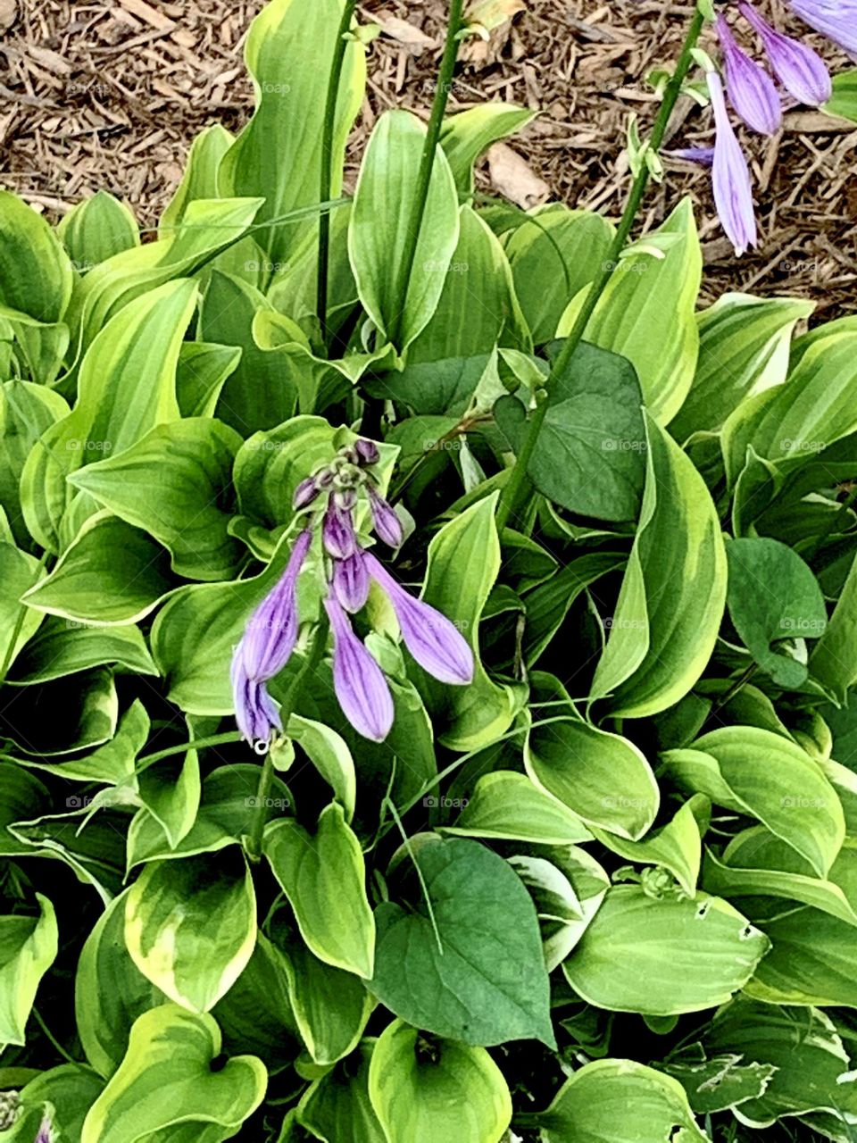 Church garden 