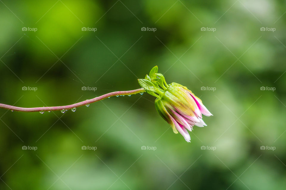 Beautiful flower after the rain. Amazing photography of after rain