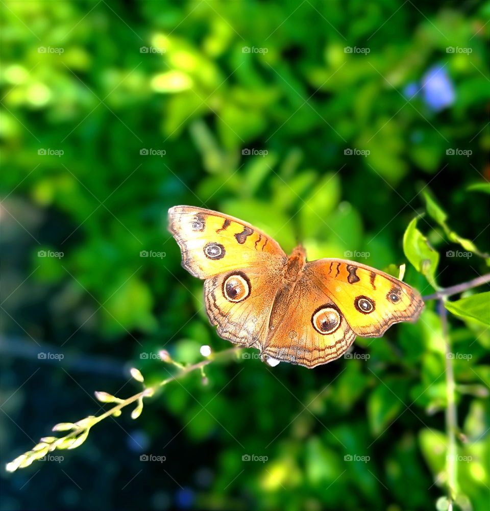 A beautiful butterfly
