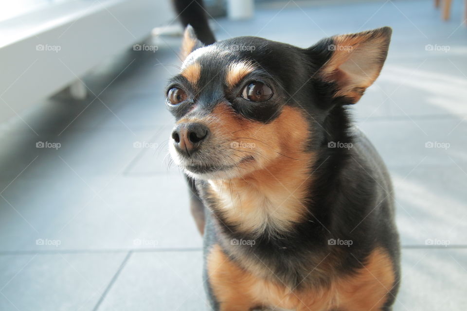 Zoom-in on chihuahua. Meet Maddy. She's happy to see you!
I really - really - really love my dogs! I took this photo in summer '15.