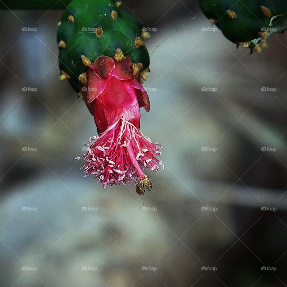 Cactus Flower