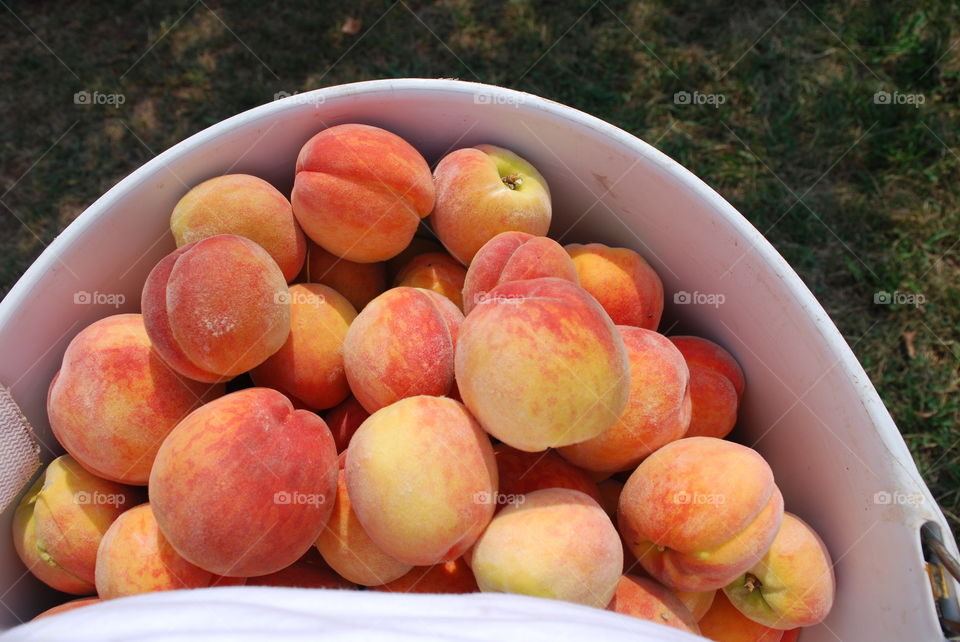A Bushel of Peaches
