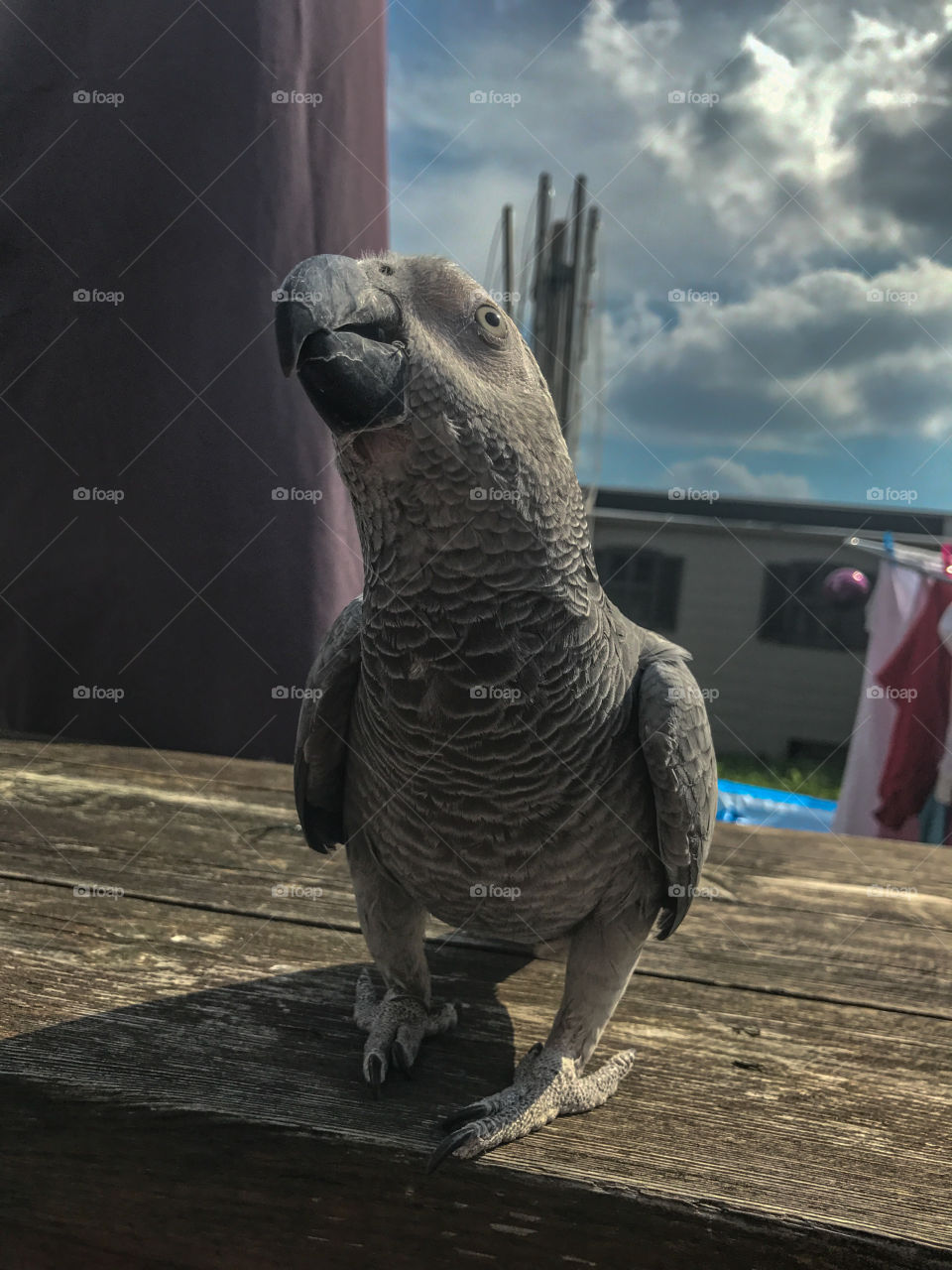 Curious en African grey