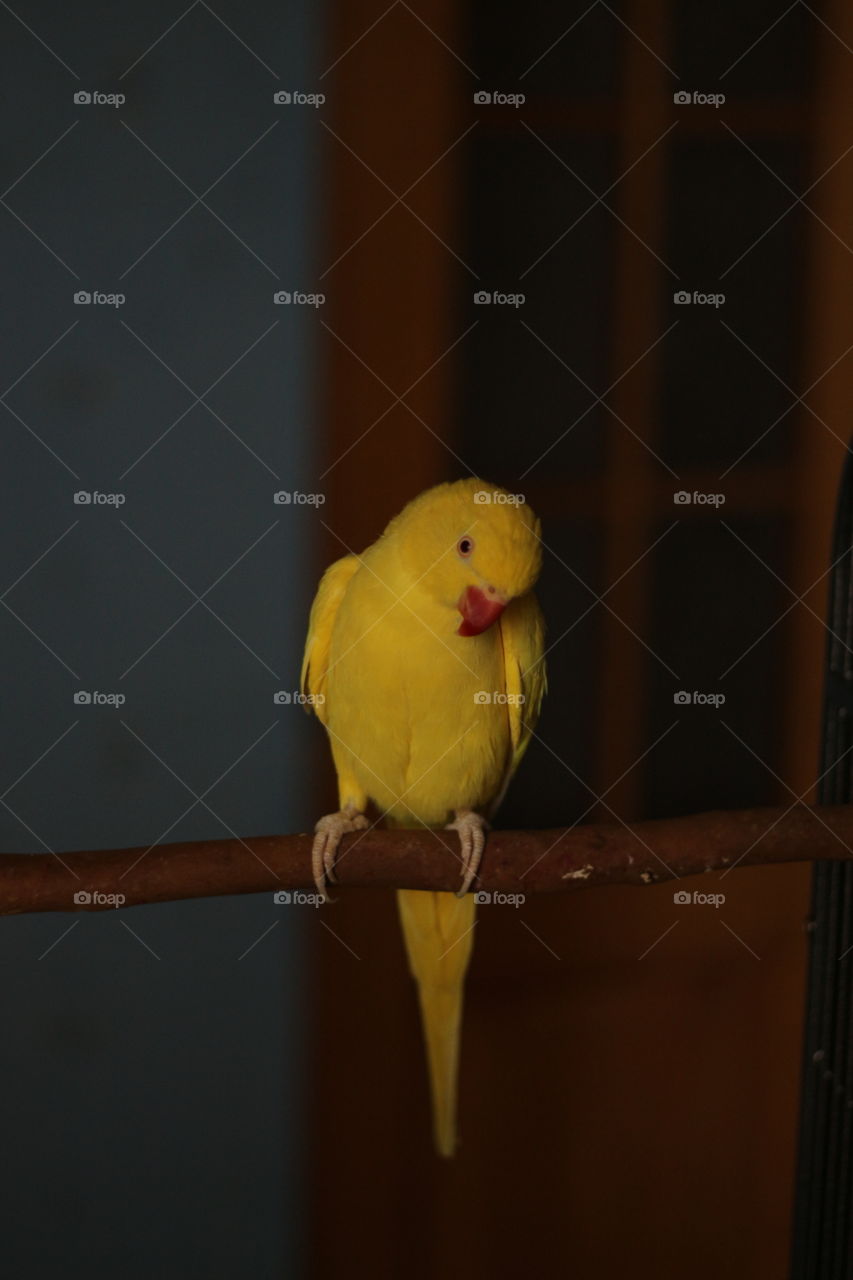 One of the most beautiful animals there is.