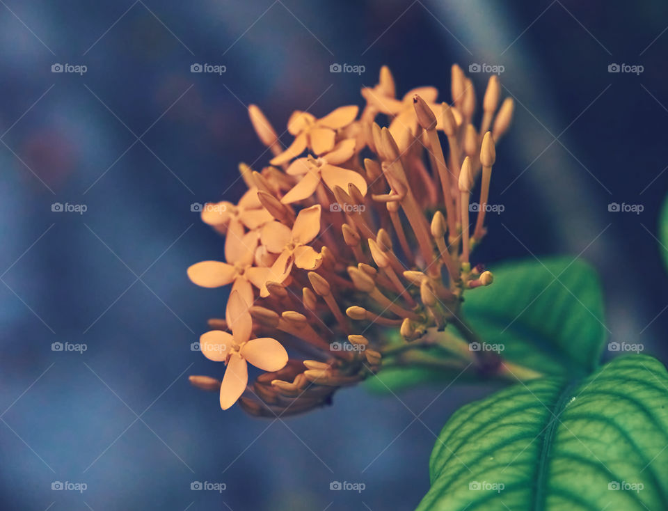 Floral photography - Chinese ixora - petals pattern