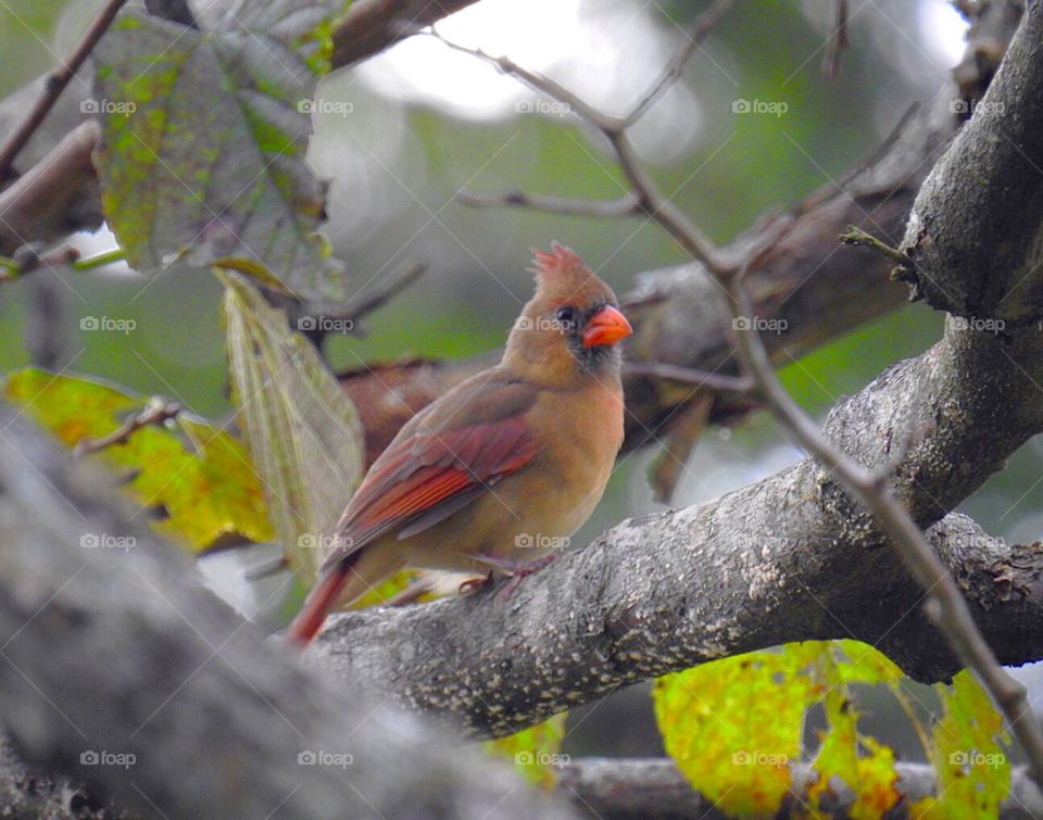 Female Cardinal
