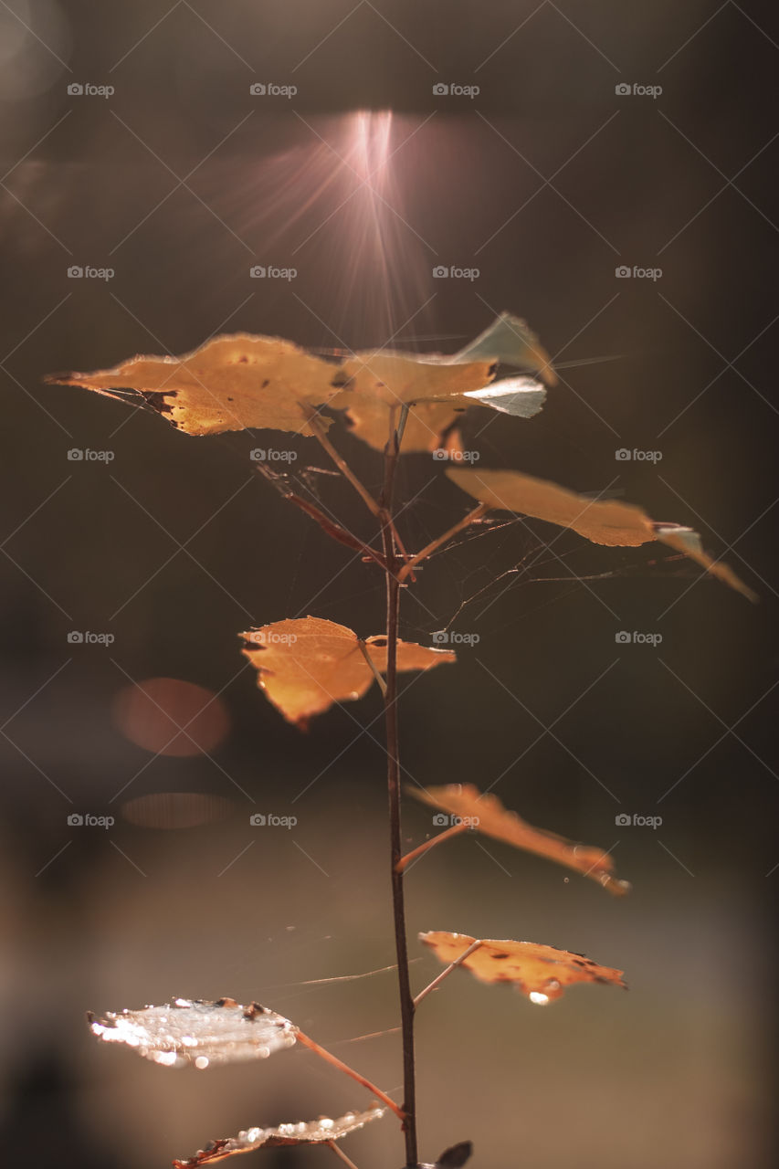 Sun rays falling on an autumn branch