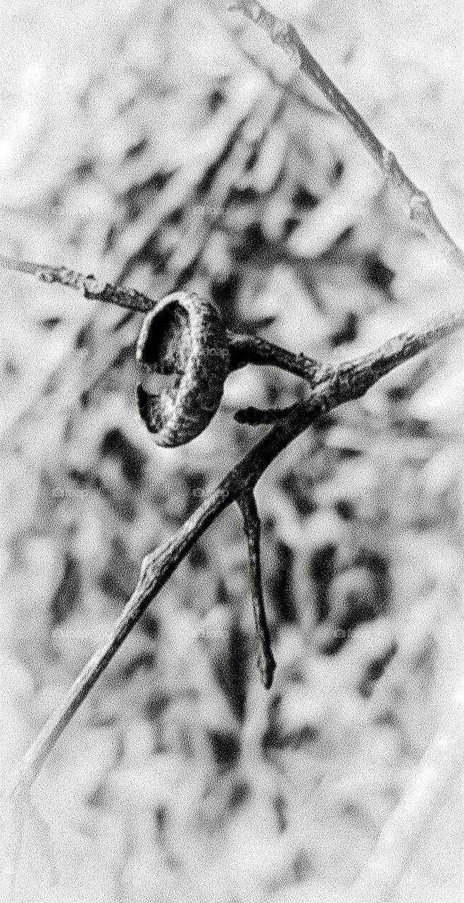 zoomed in black and white pine nut cap on dead tree branch