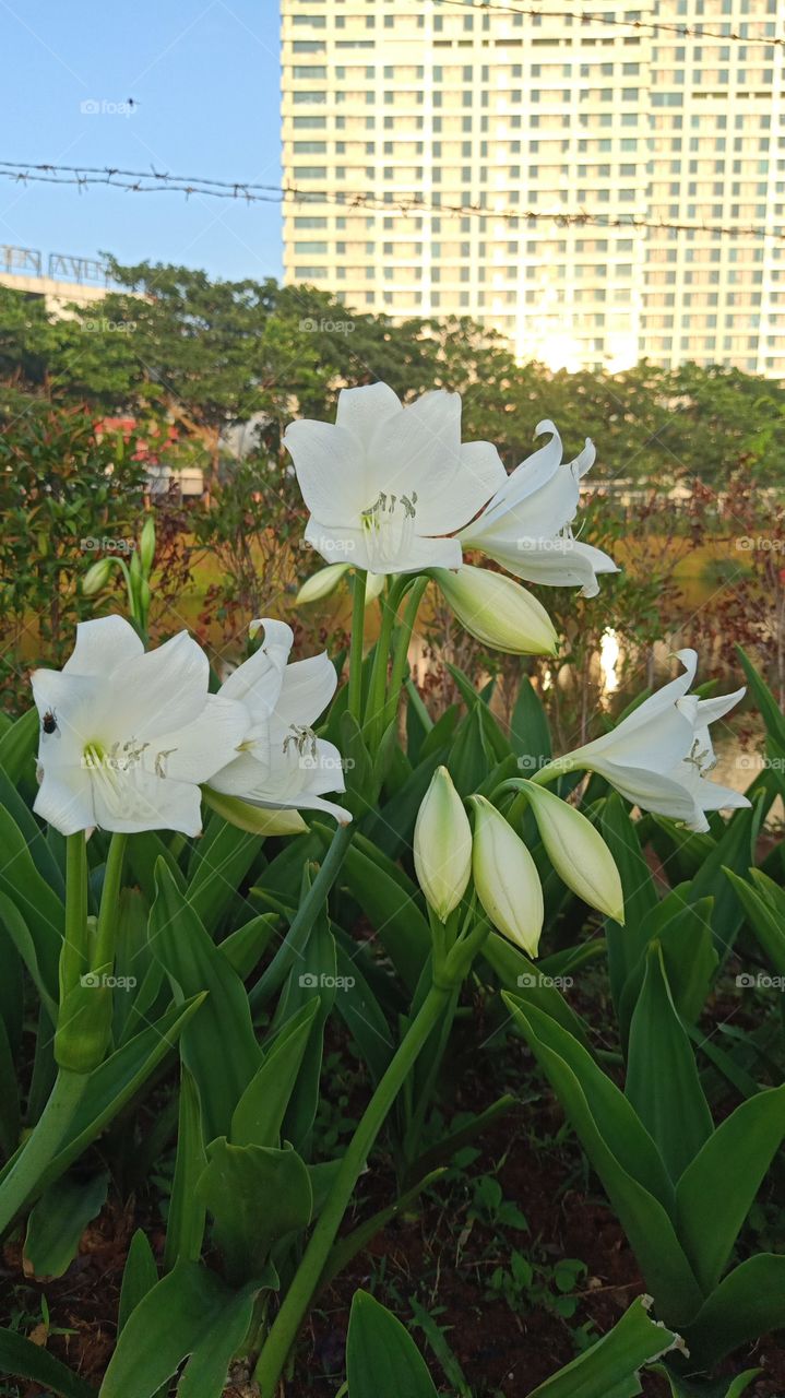 White lily