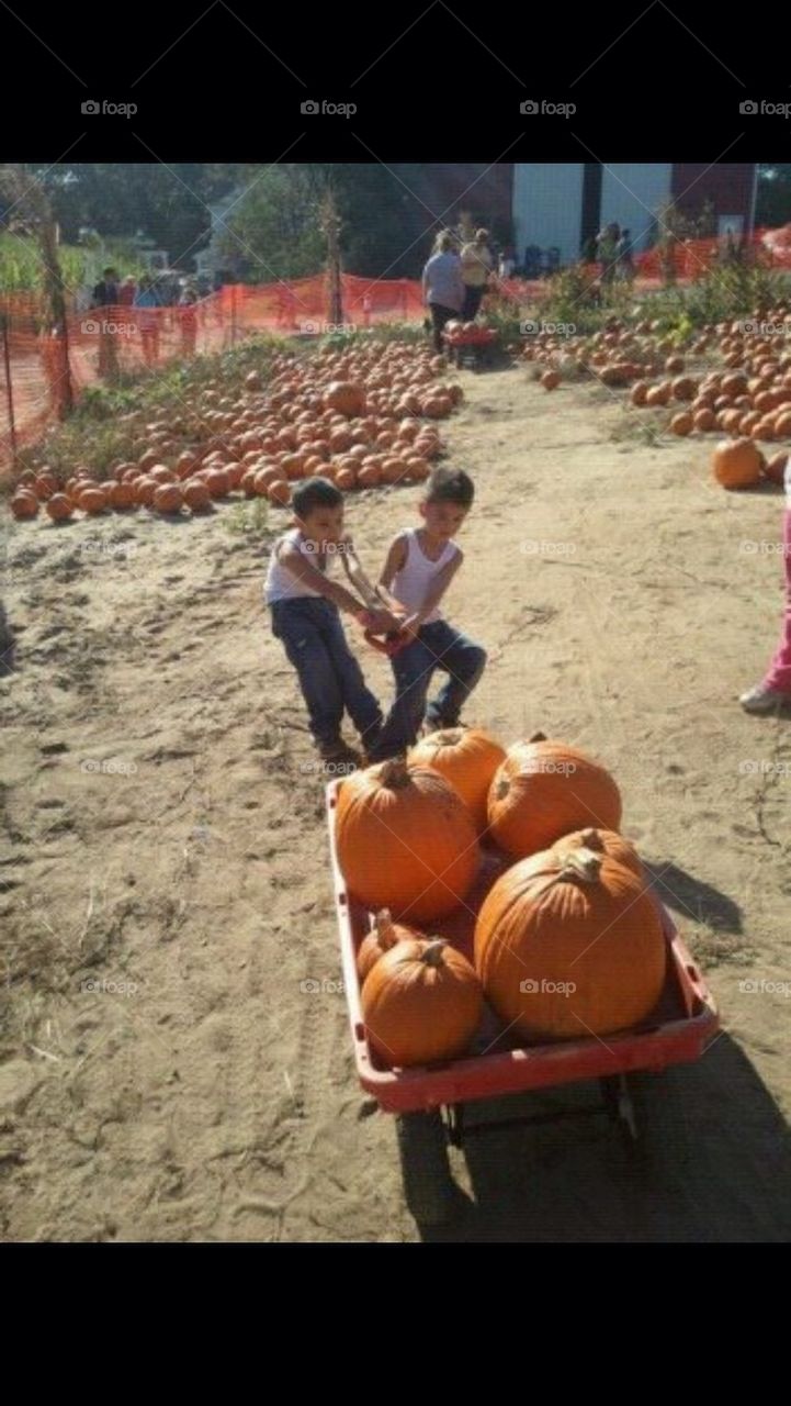 Pumpkin picking