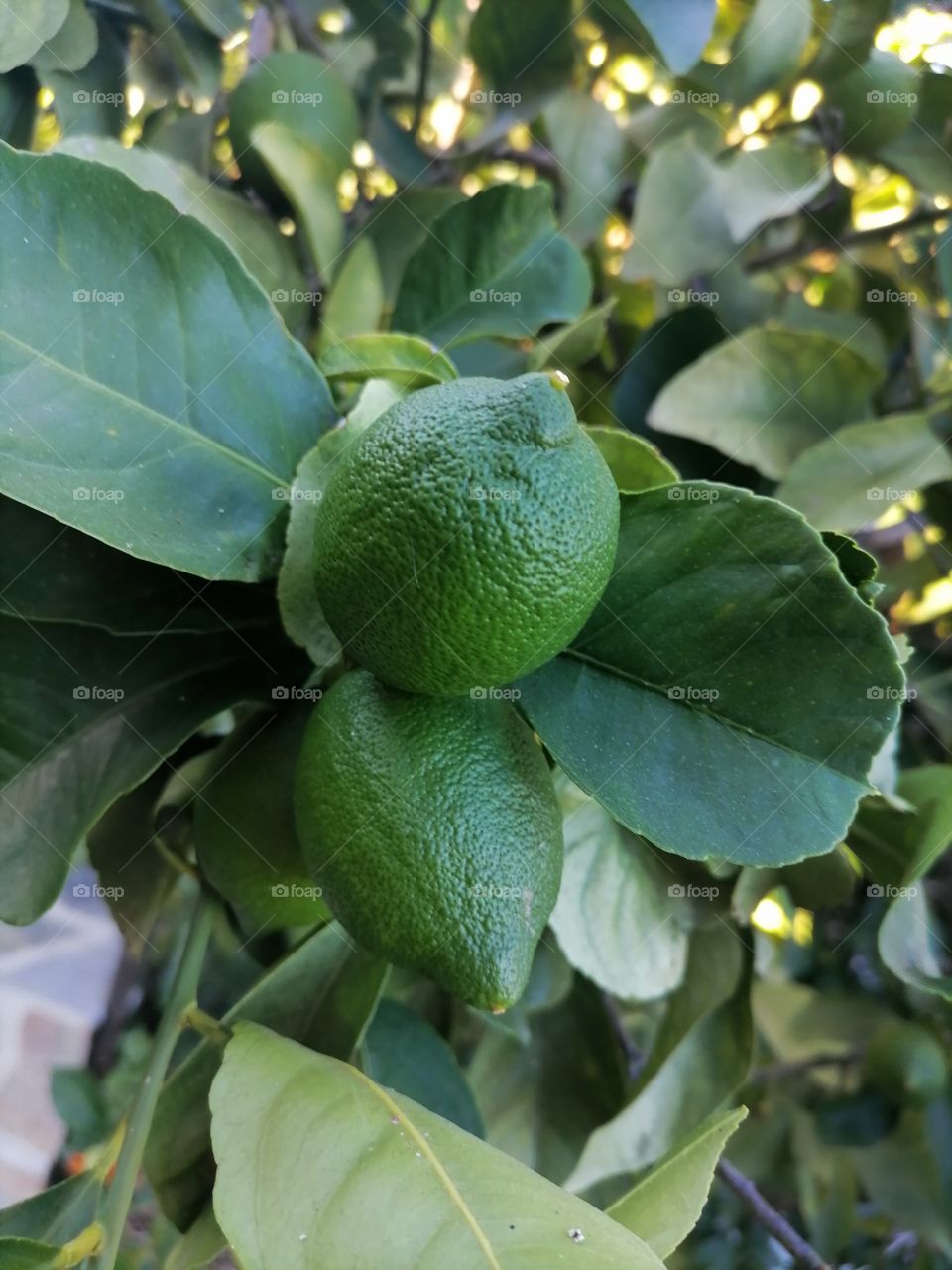 Lemon tree
