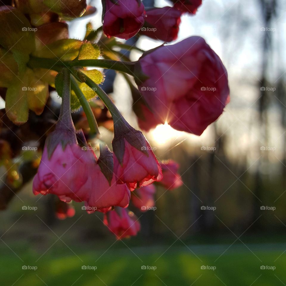 buds beginning to blossom