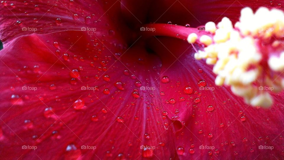 wet hibiscus 