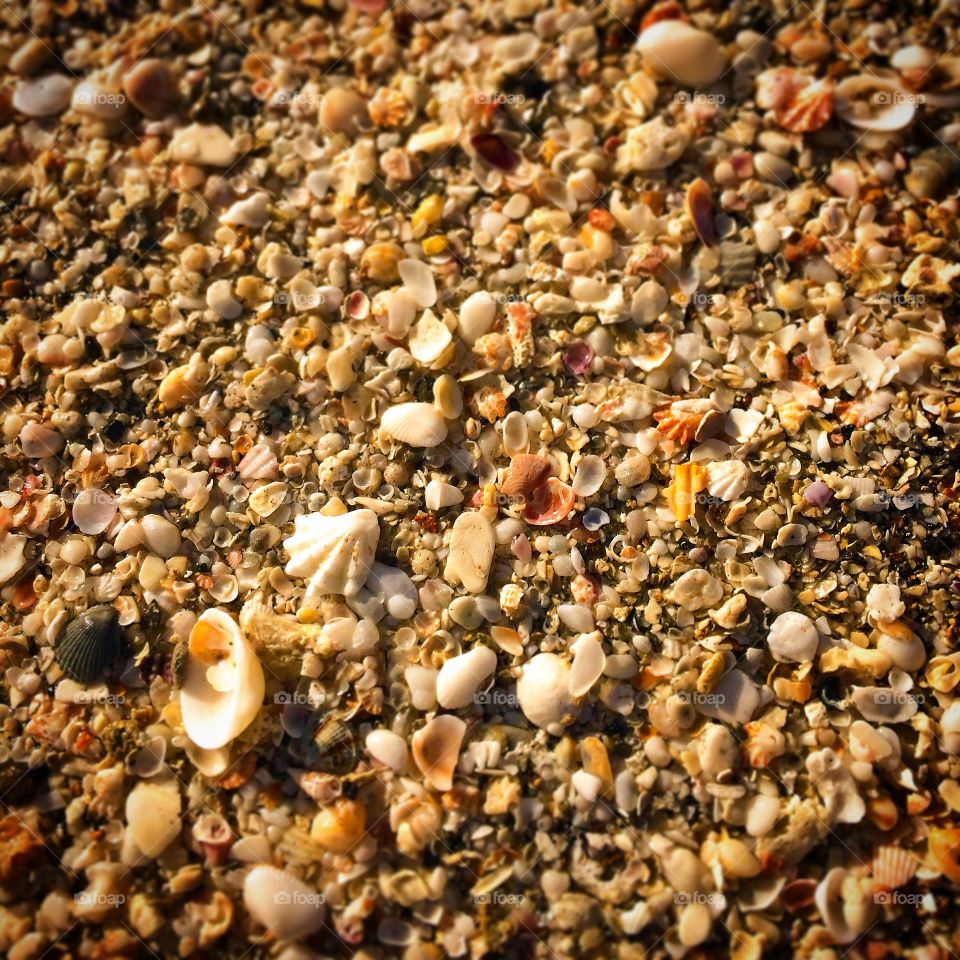 Beach of shells. Caspersen Beach in Venice, Florida that is pure seashells.