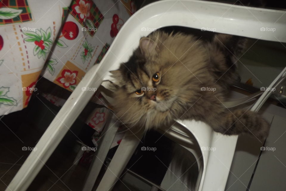 Cat, One, Portrait, Indoors, Mammal