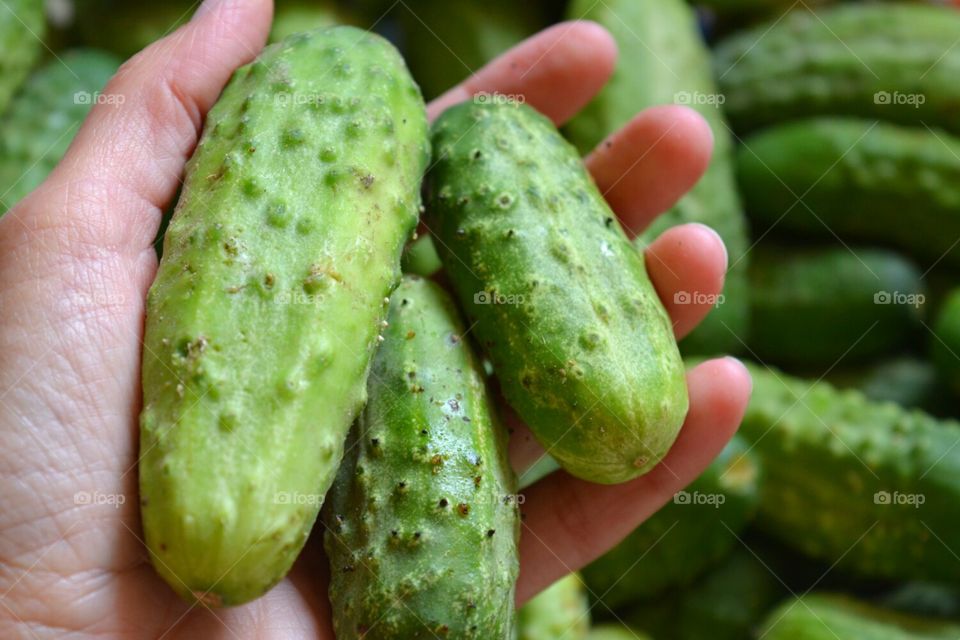 Vegetable, Food, Cucumber, Grow, Nature