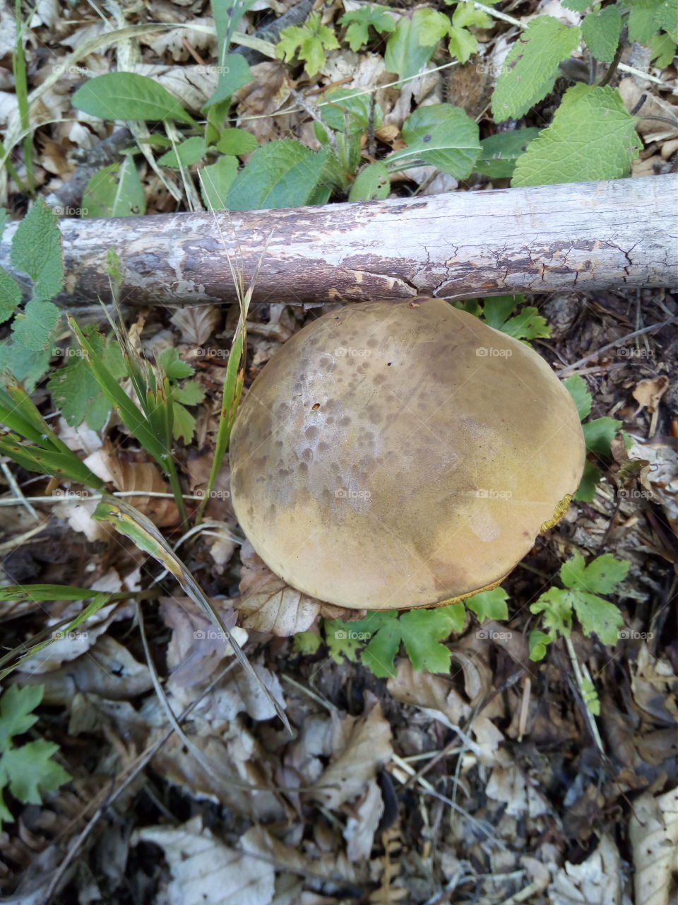 Mushrooms of the Black Forest