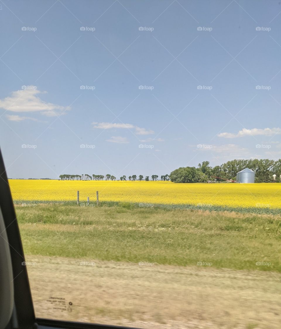 Beautiful field through the window