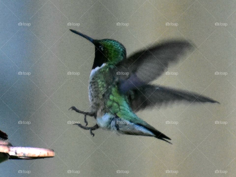 taking off !!! red throated humming bird