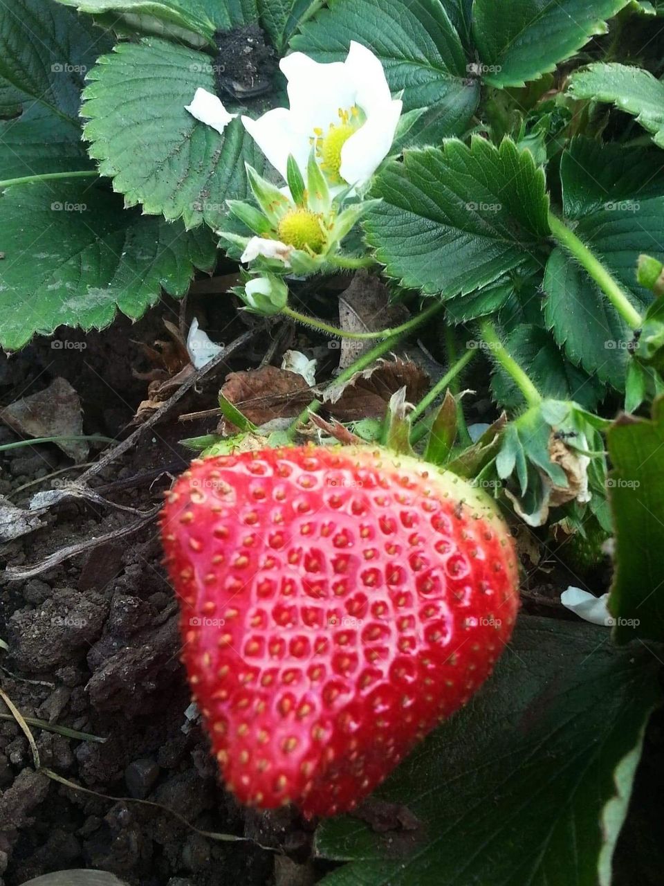 Strawberries are the first fruit to ripen in Spring 