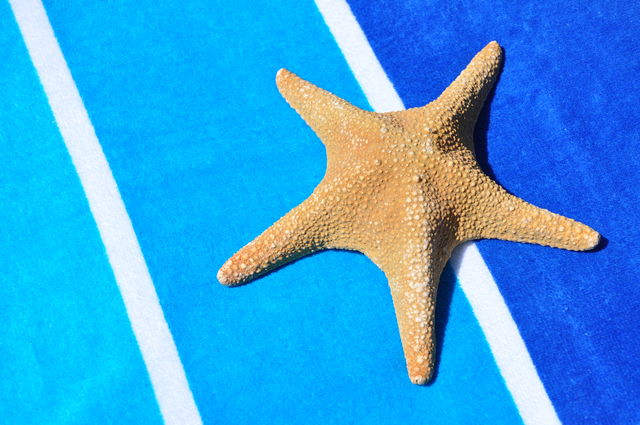 Starfish on a pretty blue background. 