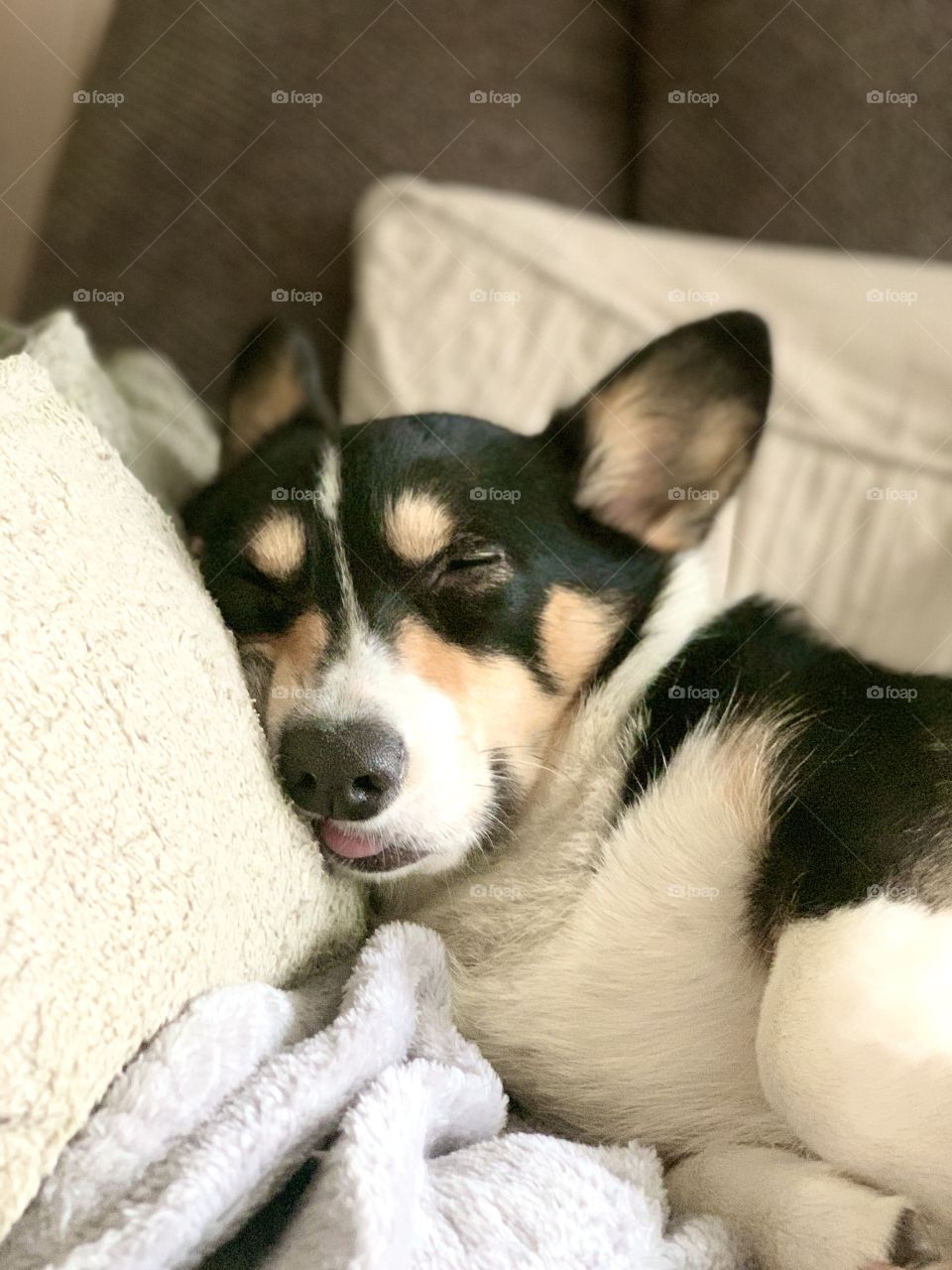 Beautiful black headed tri color pembroke welch corgi puppy sleeping with her tongue sticking out of her mouth.