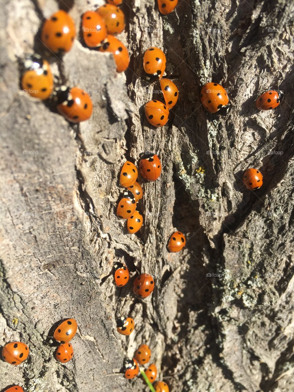 Home of the lady bugs 