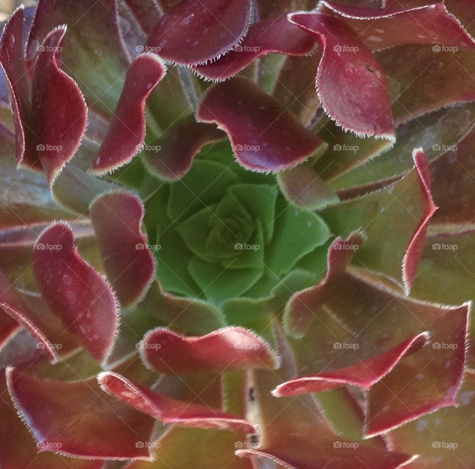 Closeup plant
