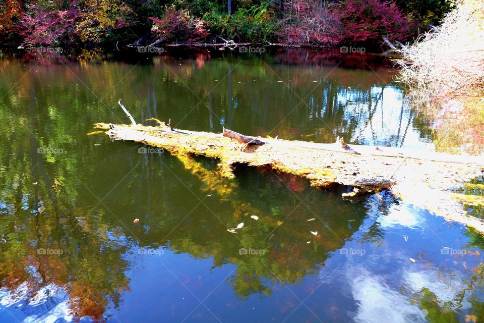 Tree trunk on lake