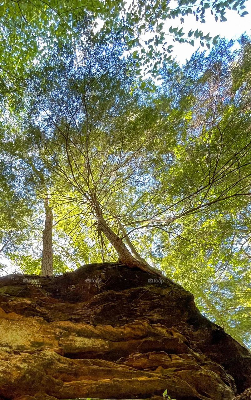 A small seed will wait for a long enough to grow tall in any where on earth, this big rock holding many seeds to turn them into trees