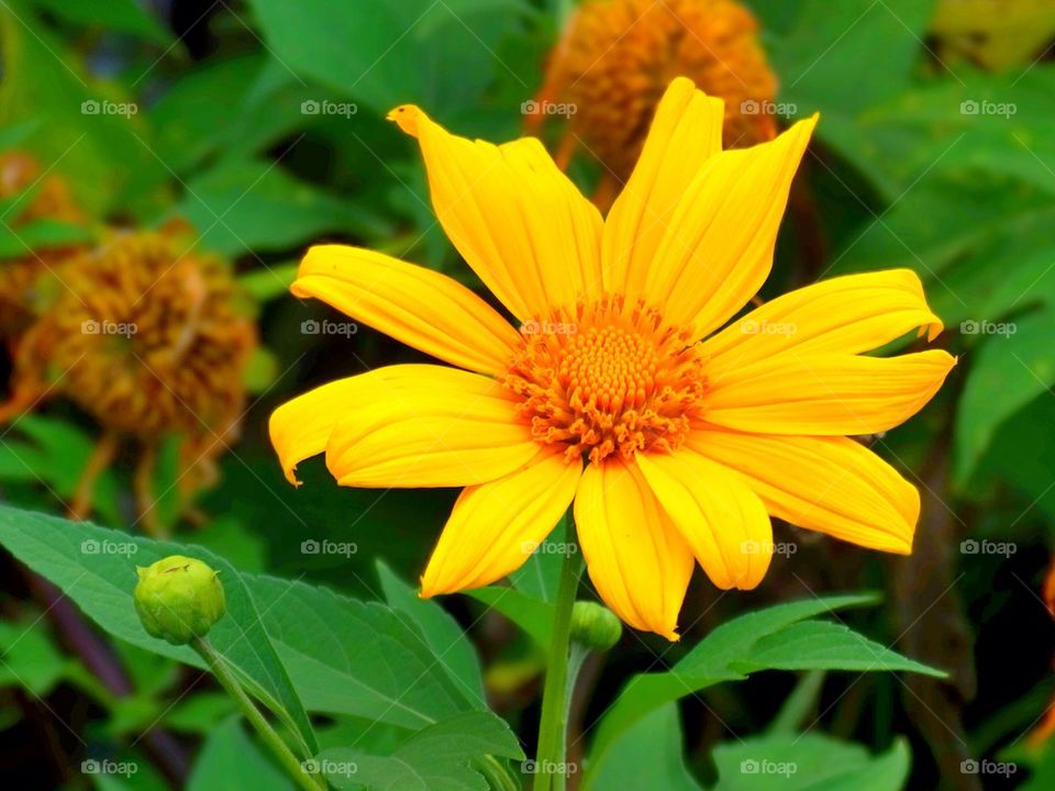 A beautiful yellow wildflower