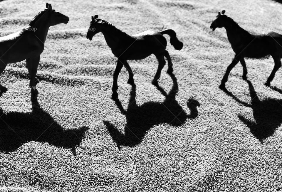 Horse shadows