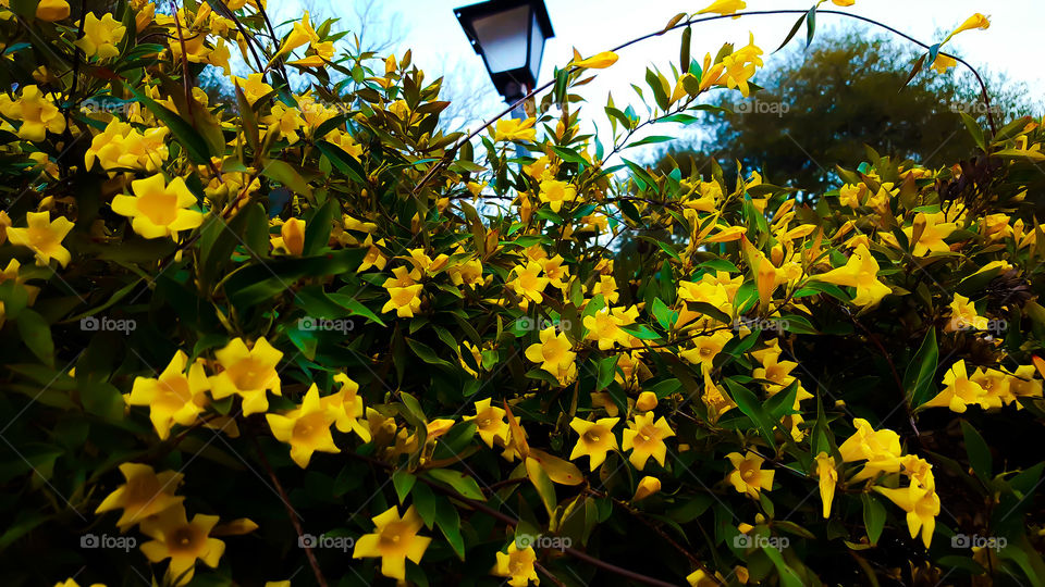 Carolina Jasmine blooming along an old fashioned lantern at Hopeland Gardens.