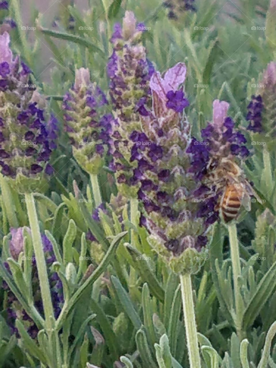 English lavender with bee