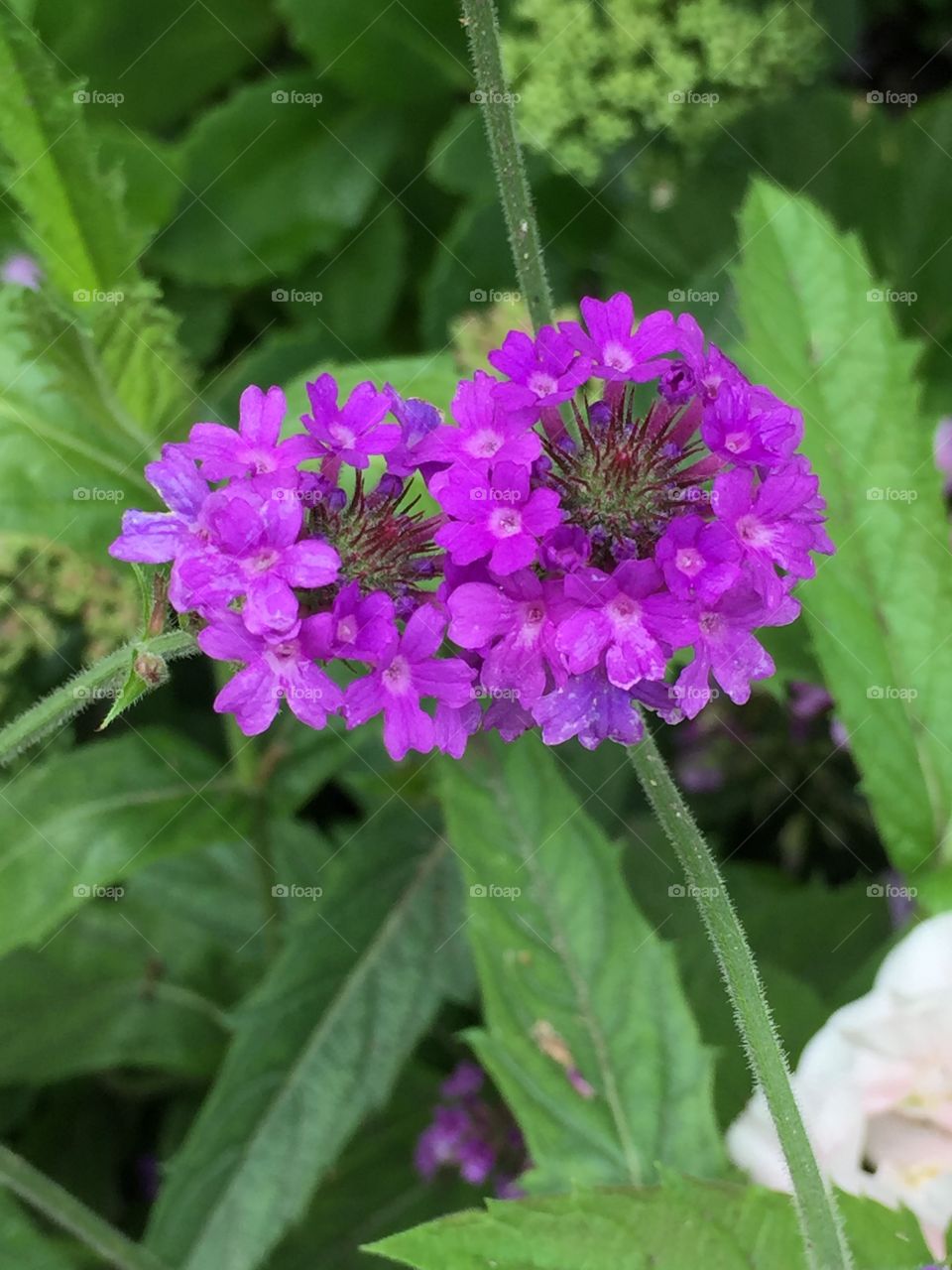 Close up of purple flowers