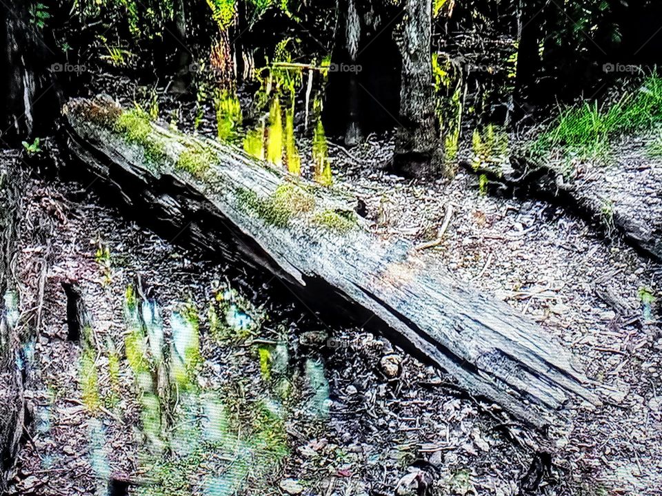 tree branches photography