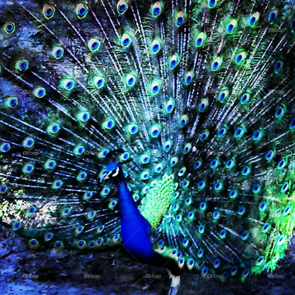 shake your tail feathers. Peacock in all its glory