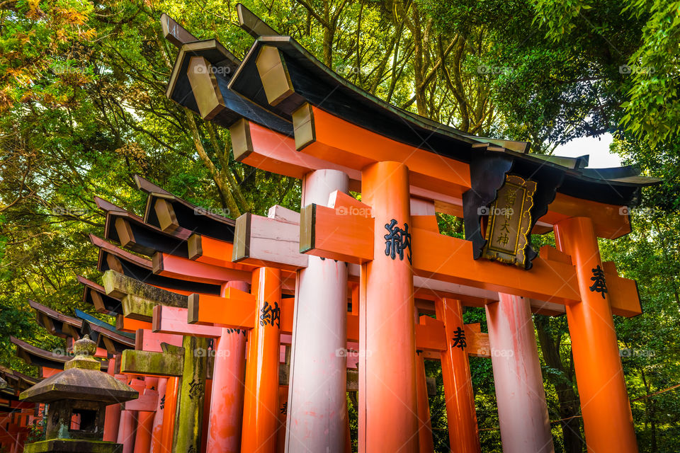 A long row of Torii gates at Fushimi Inari Taisha Shrine. Fushimi Inari Taisha is a Shinto shrine located in Southern Kyoto, Japan. It features thousands of red Torii gates and is a favorite destination among tourists.