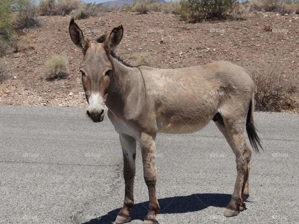 Donkey in Arizona