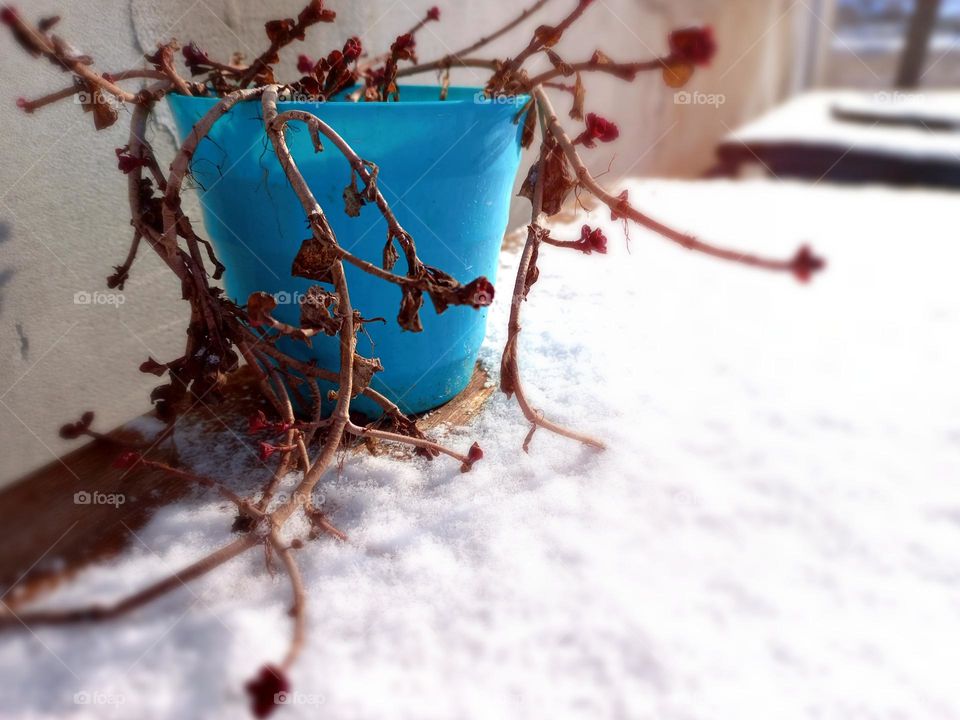 garden flower in the winter garden