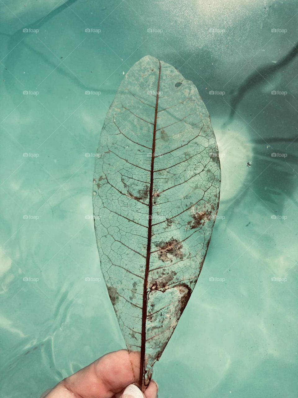 Beautiful bleached leaf