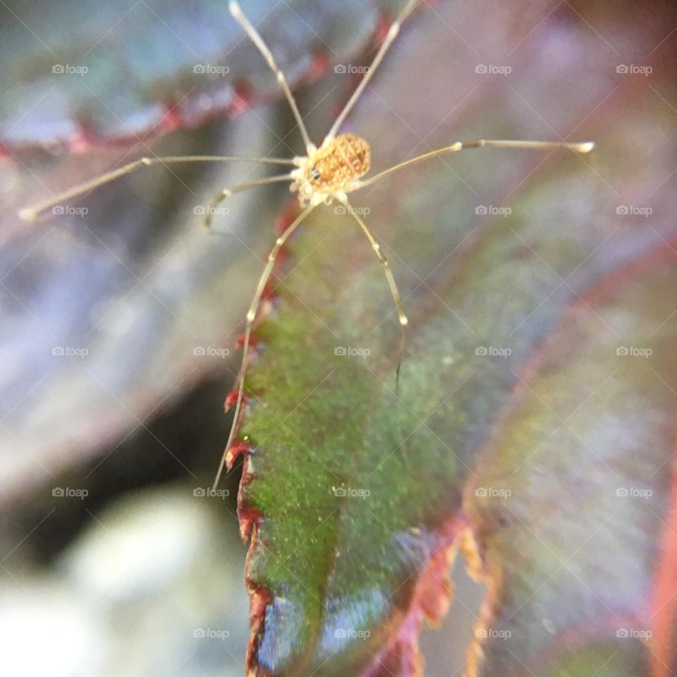 Skinny spider on impatiens