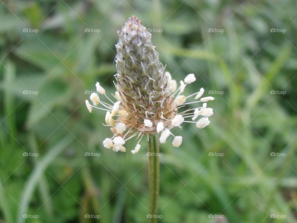 Ragwort